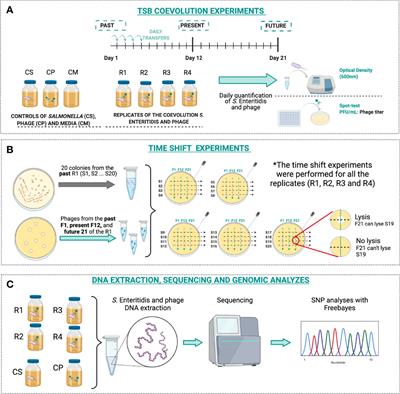 Long-Term Interactions of Salmonella Enteritidis With a Lytic Phage for 21 Days in High Nutrients Media